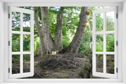 Fototapeta Naklejka Na Ścianę Okno 3D - Cat in the forest