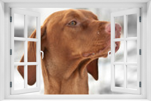 Fototapeta Naklejka Na Ścianę Okno 3D - Close-up Portrait of a Vizsla Dog in Winter