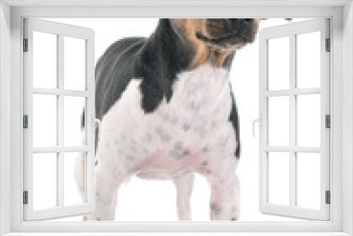 Fototapeta Naklejka Na Ścianę Okno 3D - Brazilian Terrier in studio
