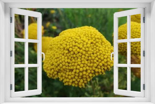 Fototapeta Naklejka Na Ścianę Okno 3D - Früchte Blumen