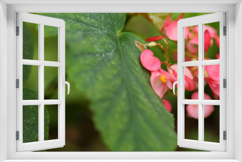 Fototapeta Naklejka Na Ścianę Okno 3D - bright pink flowers bloomed in a beautiful garden