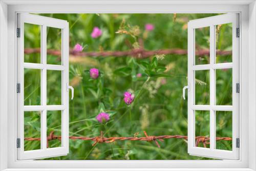 Fototapeta Naklejka Na Ścianę Okno 3D - Photo of flower garden in himalayas