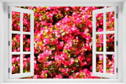 Fototapeta Naklejka Na Ścianę Okno 3D - Blumenbeet mit Eisbegonien (Begonia x semperflorens-cultorum),rot, Deutschland