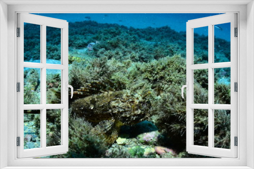 Fototapeta Naklejka Na Ścianę Okno 3D - divin into the sea