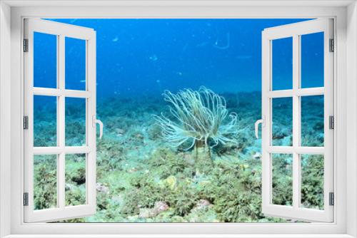 Fototapeta Naklejka Na Ścianę Okno 3D - divin into the sea