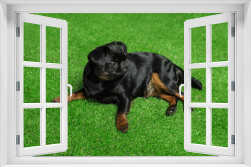 Fototapeta Naklejka Na Ścianę Okno 3D - Adorable black Petit Brabancon dog lying on green grass