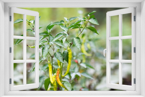 Fototapeta Naklejka Na Ścianę Okno 3D - Ripe spicy pepper plant with pods on farmers field