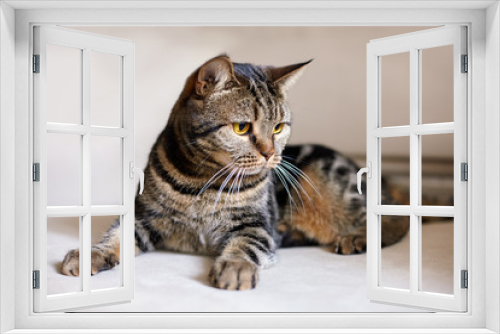 Fototapeta Naklejka Na Ścianę Okno 3D - British short hair cat with bright yellow eyes lais on the beige sofa looking down. Tabby color (tiger) сute cat at home. Indoors, copy space, close up, selective focus.