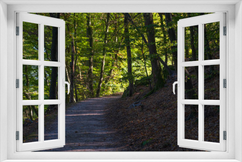 Fototapeta Naklejka Na Ścianę Okno 3D - Wanderweg im Wald des Rheingaus im Herbst