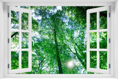 Fototapeta Naklejka Na Ścianę Okno 3D - Sunshine Beauty Forest