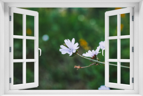 Fototapeta Naklejka Na Ścianę Okno 3D - white flower on green background