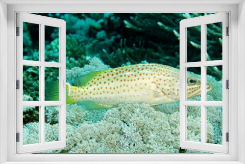 Fototapeta Naklejka Na Ścianę Okno 3D - Slender grouper, Anyperodon leucogrammicus, Raja Ampat Indonesia.