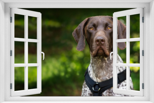 Fototapeta Naklejka Na Ścianę Okno 3D - ein Porträt eines Deutsch Kurzhaar Hundes
