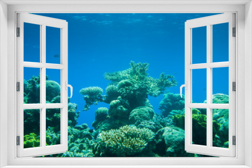 Fototapeta Naklejka Na Ścianę Okno 3D - Red sea colorful corals and small fishes in an aquarium