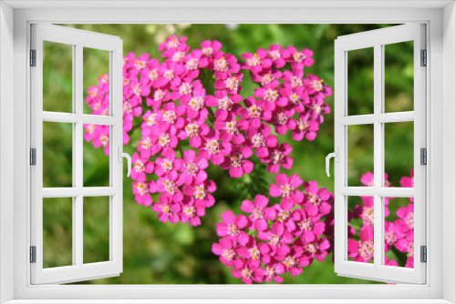 Fototapeta Naklejka Na Ścianę Okno 3D - Pink Yarrow (Achillea), family Asteraceae