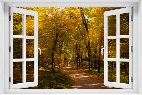 Fototapeta Naklejka Na Ścianę Okno 3D - view of yellow fall autumn forest