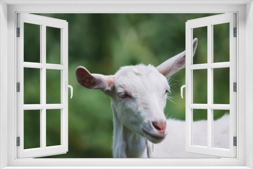 Fototapeta Naklejka Na Ścianę Okno 3D - portrait of white adult goat grassing on summer meadow field at village countryside