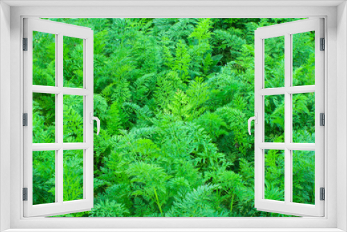 Fototapeta Naklejka Na Ścianę Okno 3D - natural background from green leaf of the carrot texture