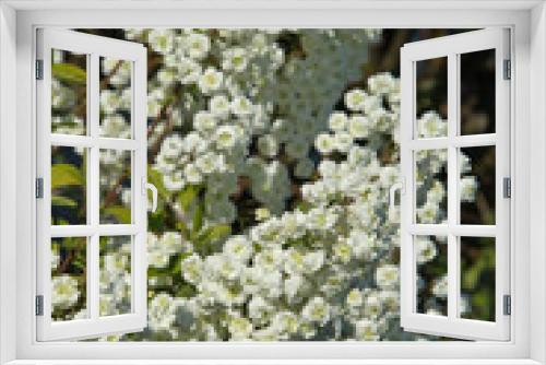 Fototapeta Naklejka Na Ścianę Okno 3D - Spiraea prunifolia “Pleniflora”