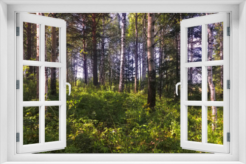 Fototapeta Naklejka Na Ścianę Okno 3D - Summer scene in a birch forest lit by the sun. Summer landscape with green birch forest. White birches and green leaves.