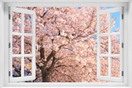 Fototapeta Naklejka Na Ścianę Okno 3D - Cherry blossom in full bloom