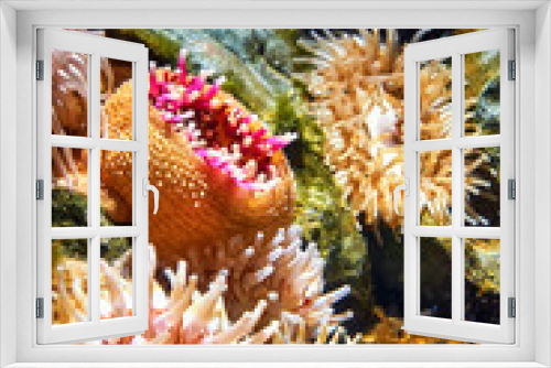 Fototapeta Naklejka Na Ścianę Okno 3D - Marine life with sea anemone under water.