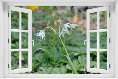Fototapeta Naklejka Na Ścianę Okno 3D - Small white flowers 2