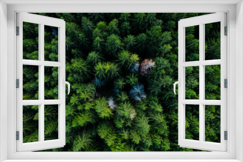 Fototapeta Naklejka Na Ścianę Okno 3D - Forest from above
