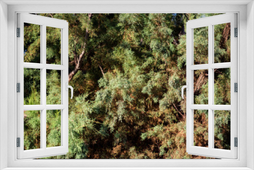 Fototapeta Naklejka Na Ścianę Okno 3D - Arboles naturales 