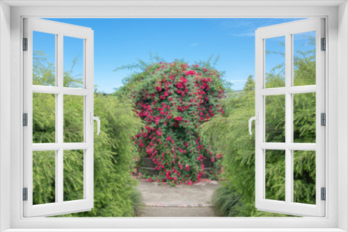 Fototapeta Naklejka Na Ścianę Okno 3D - Climbing plants in the garden - red roses
