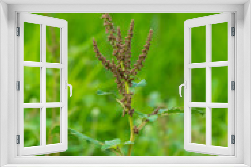 Fototapeta Naklejka Na Ścianę Okno 3D - slender amaranth, slender amaranthus, pigweed