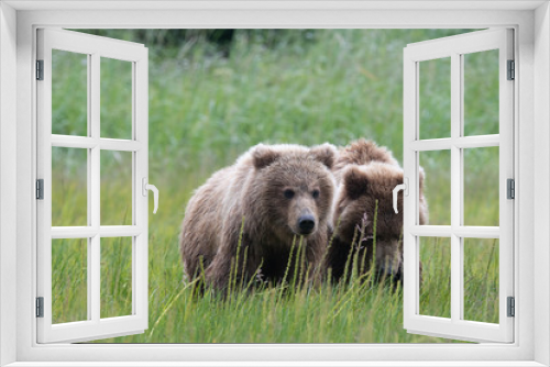 Fototapeta Naklejka Na Ścianę Okno 3D - Coastal brown bear (Ursus arctos) cubs in a meadow in lake Clark National Park, Alaska
