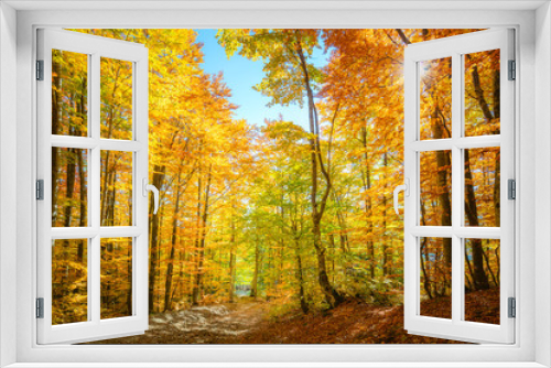 Fototapeta Naklejka Na Ścianę Okno 3D - Autumn morning scene in the forest with sun rays and colorful leaves on trees