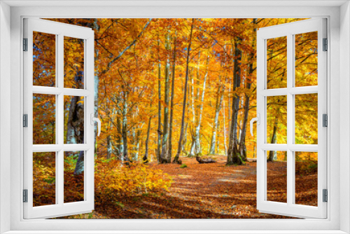 Fototapeta Naklejka Na Ścianę Okno 3D - Autumn landscape - Warm Sunny day in Autumnal forest, yellow orange trees