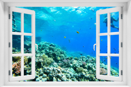 Fototapeta Naklejka Na Ścianę Okno 3D - Sea underwater and coral reef.