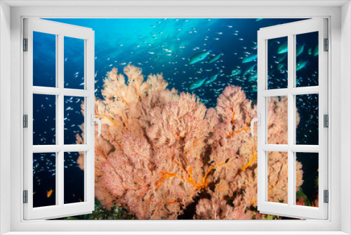 Fototapeta Naklejka Na Ścianę Okno 3D - Tropical fish swimming around a healthy, colorful coral reef