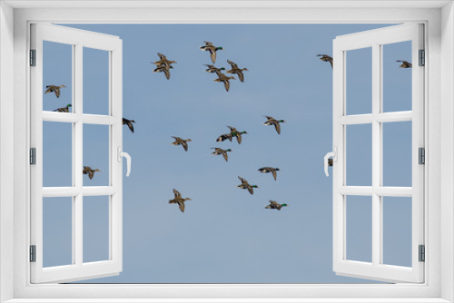 Fototapeta Naklejka Na Ścianę Okno 3D - Flock of Mallard Ducks Flying in a Blue Sky