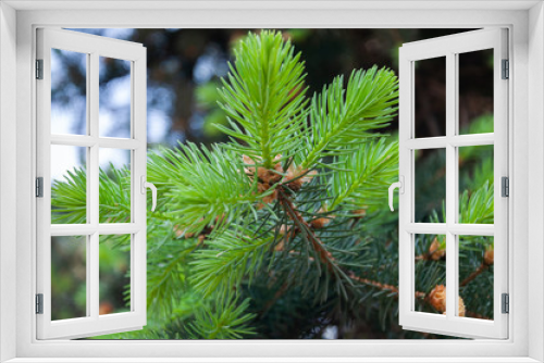 Fototapeta Naklejka Na Ścianę Okno 3D - Pine branch