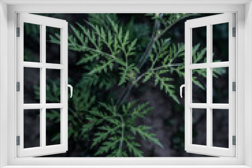 Fototapeta Naklejka Na Ścianę Okno 3D - Ragweed bush. 