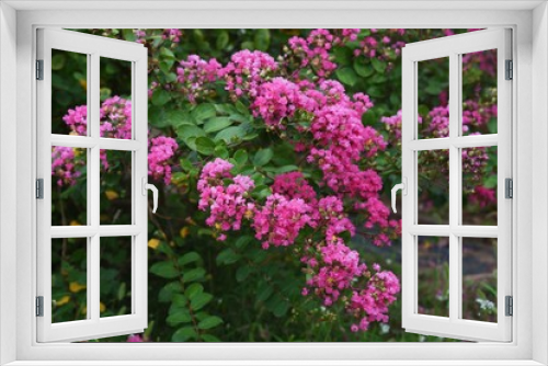 Fototapeta Naklejka Na Ścianę Okno 3D - The bark of Crepe myrtle is smooth, and bright red, pink and white flowers bloom in the summer.