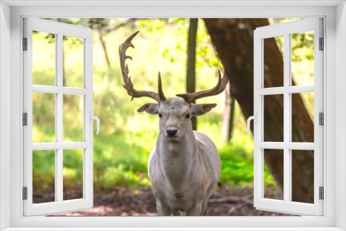 Fototapeta Naklejka Na Ścianę Okno 3D - The fallow deer (Dama dama)  in natural inveronment