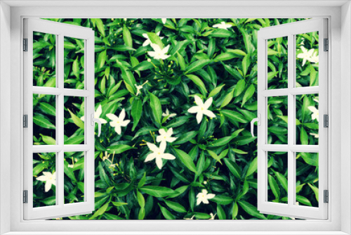 Fototapeta Naklejka Na Ścianę Okno 3D - Closeup of green Tabernaemontana, pinwheelflower or crape jasmine flowers 