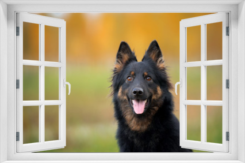 Fototapeta Naklejka Na Ścianę Okno 3D - Dog breed Chodsko dog, Bohemian shepherd, in autumn closeup portrait, rear bright autumn trees