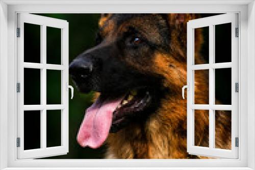 Fototapeta Naklejka Na Ścianę Okno 3D - portrait of a dog shepherd breed looks outdoors