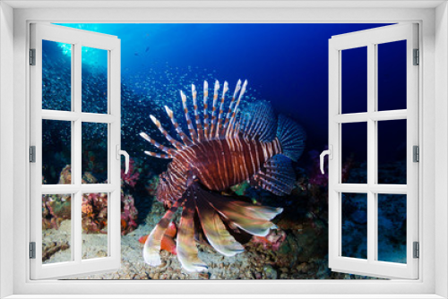 Fototapeta Naklejka Na Ścianę Okno 3D - Colorful Common Lionfish patrolling a dark coral reef at dawn
