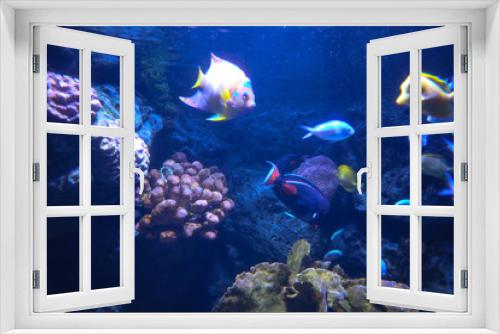 Fototapeta Naklejka Na Ścianę Okno 3D - colorful beautiful fish