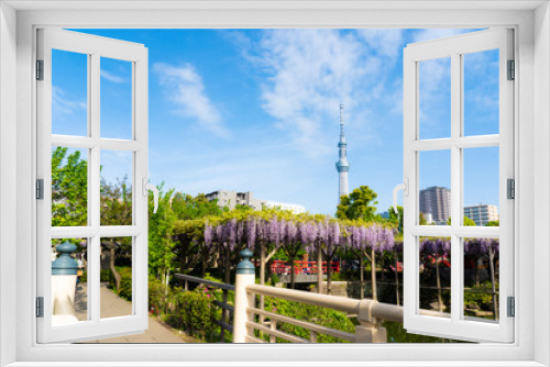 Fototapeta Naklejka Na Ścianę Okno 3D - 亀戸天神の藤の花