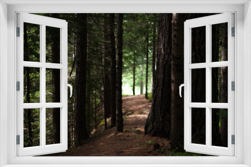 Fototapeta Naklejka Na Ścianę Okno 3D - path in a peaceful forest