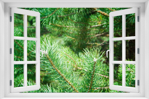 Fototapeta Naklejka Na Ścianę Okno 3D - green spruce branches close-up background