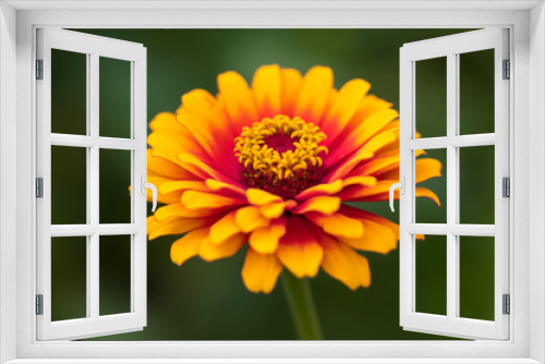 Fototapeta Naklejka Na Ścianę Okno 3D - Red and yellow Common Zinnia closeup